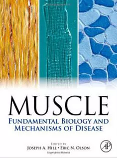 MUSCLE Fundamental Biology and Mechanisms of Disease