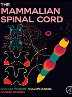 The Mammalian Spinal Cord