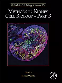 Methods in Kidney Cell Biology Part B, Volume 154