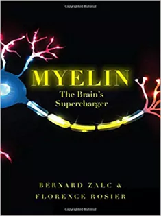 Myelin: The Brain's Supercharger