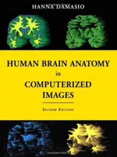 Human Brain Anatomy in Computerized Images