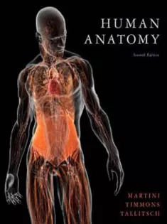 Human Anatomy
