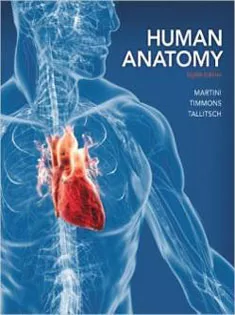 Human Anatomy