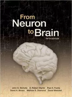 From Neuron to Brain