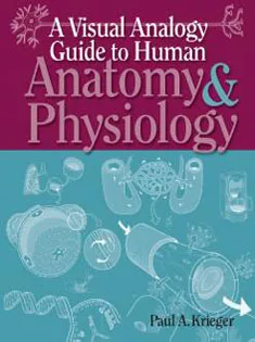 A Visual Analogy Guide to Human Anatomy& Physiology