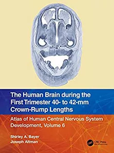 The Human Brain During the First Trimester 40- to 42-Mm Crown-Rump Lengths