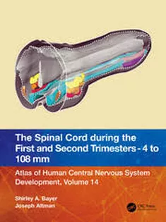 The Spinal Cord During the First and Early Second Trimesters 4- to 108-Mm Crown-rump Lengths