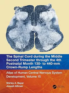 The Spinal Cord During the Middle Second Trimester Through the 4Th Postnatal Month 130- to 440-Mm Crown-Rump Lengths