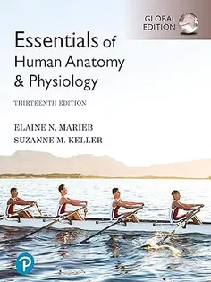Essentials of Human Anatomy & Physiology 2021