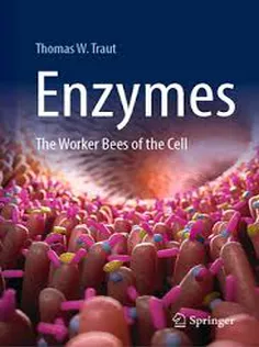 Enzymes The Worker Bees of the Cell