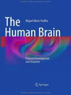 The Human Brain: Prenatal Development and Structure