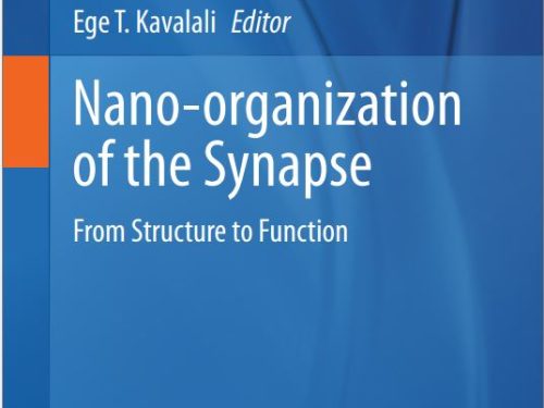 Nano-organization of the Synapse
